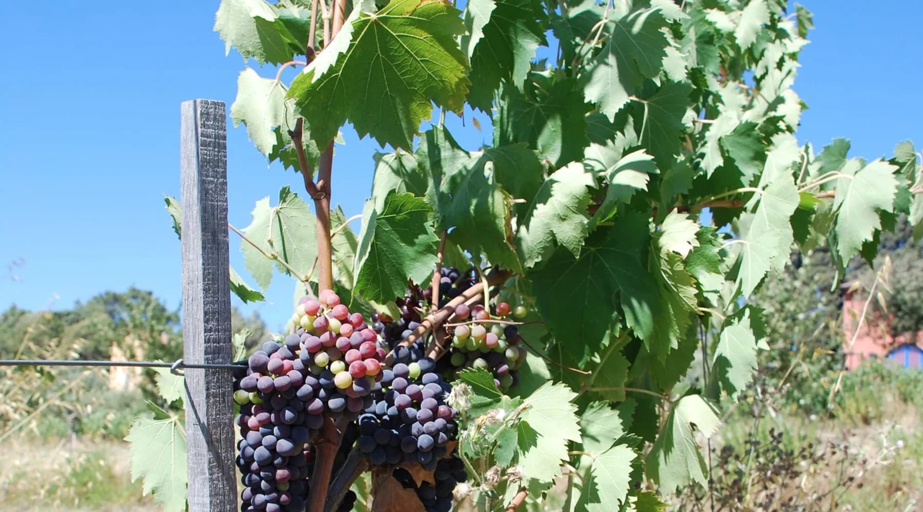 Wijngaard van Poderi Boscarelli