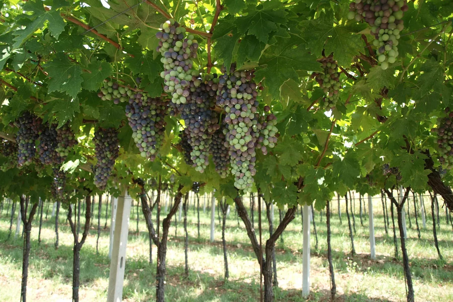 Landschap van Vinho Verde